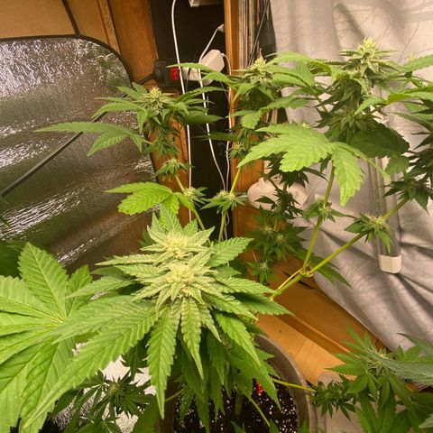 Gelato Regular growlog timeline photo