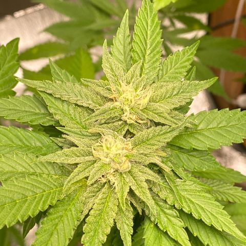 Gelato Regular growlog timeline photo