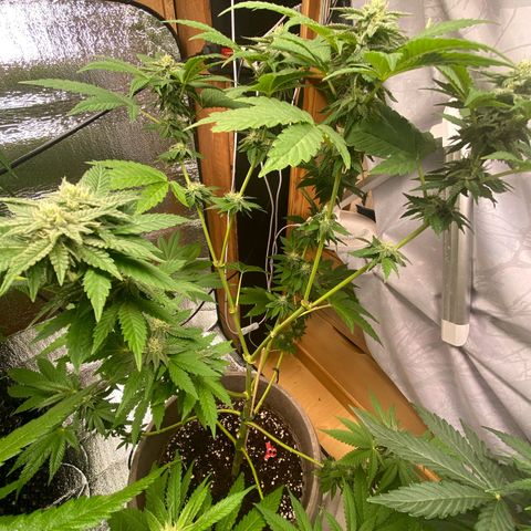 Gelato Regular growlog timeline photo