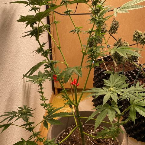 Gelato Regular growlog timeline photo