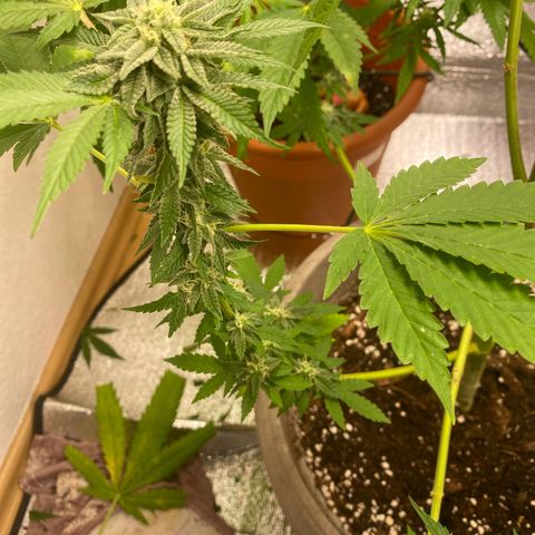 Gelato Regular growlog timeline photo