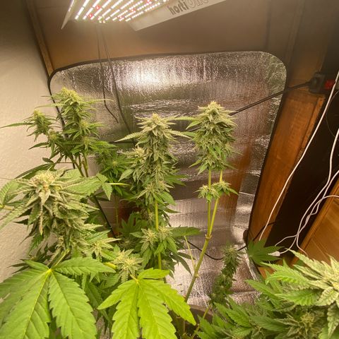 Gelato Regular growlog timeline photo