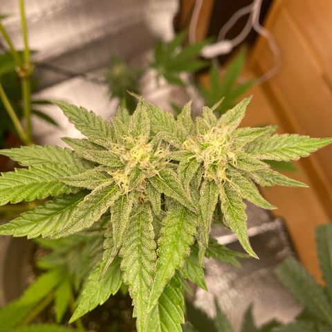 Gelato Regular growlog timeline photo