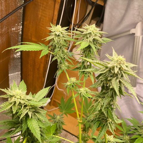 Gelato Regular growlog timeline photo