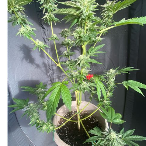 Gelato Regular growlog timeline photo