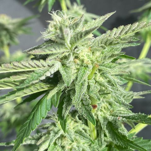 Gelato Regular growlog timeline photo
