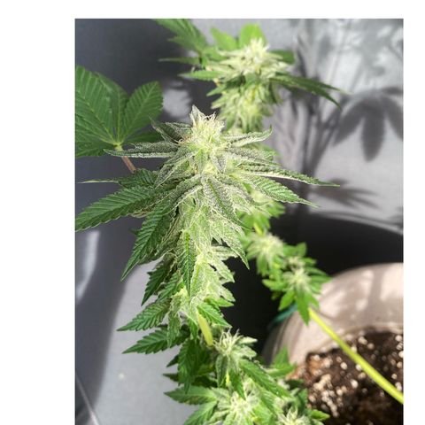 Gelato Regular growlog timeline photo