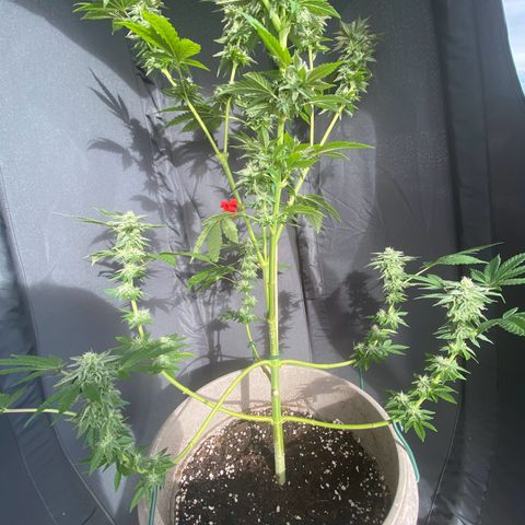 Gelato Regular growlog timeline photo