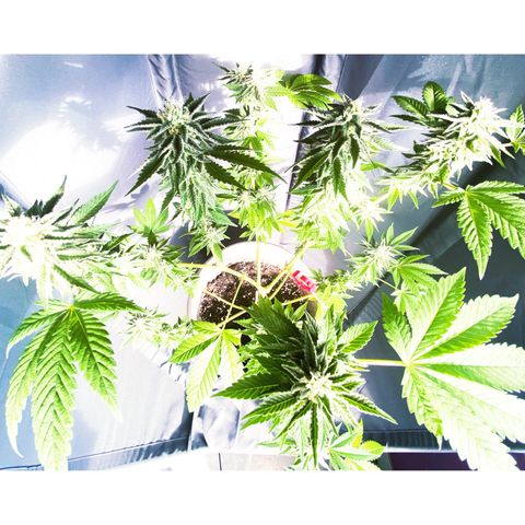 Gelato Regular growlog timeline photo