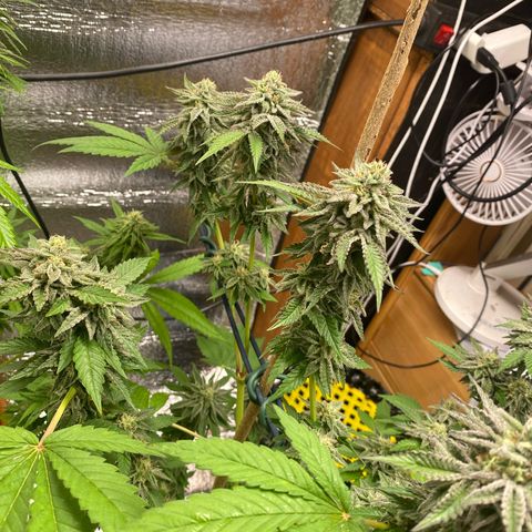 Gelato Regular growlog timeline photo