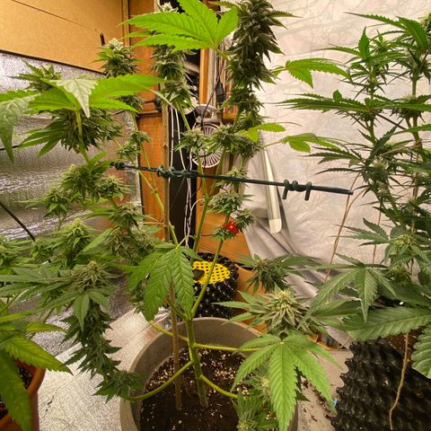 Gelato Regular growlog timeline photo
