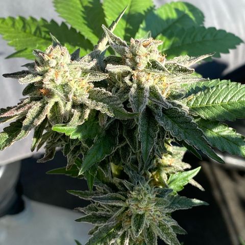 Gelato Regular growlog timeline photo
