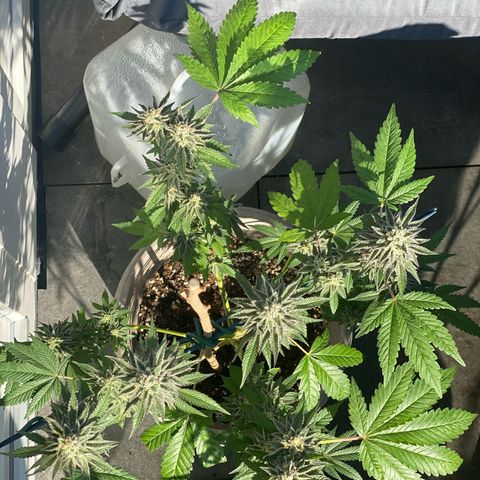 Gelato Regular growlog timeline photo