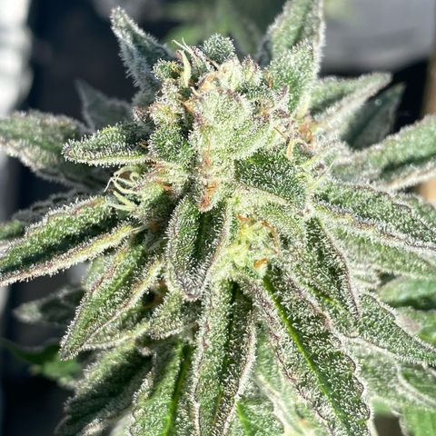 Gelato Regular growlog timeline photo