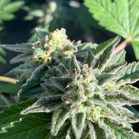 Gelato Regular growlog timeline photo