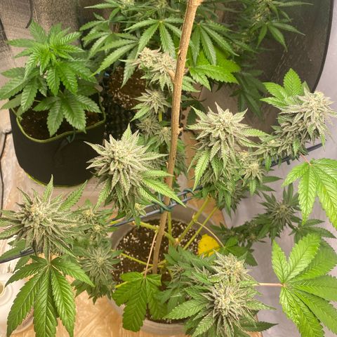 Gelato Regular growlog timeline photo
