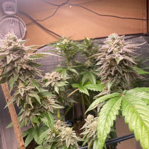Gelato Regular growlog timeline photo
