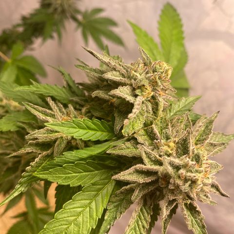Gelato Regular growlog timeline photo