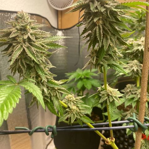 Gelato Regular growlog timeline photo
