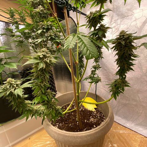 Gelato Regular growlog timeline photo