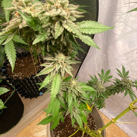 Gelato Regular growlog timeline photo