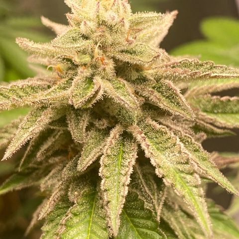 Gelato Regular growlog timeline photo
