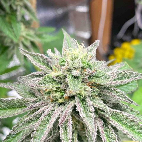 Gelato Regular growlog timeline photo