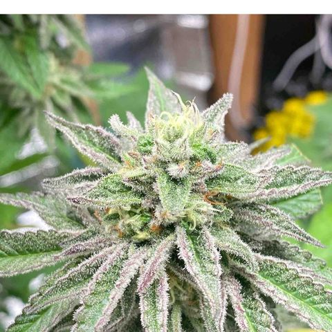 Gelato Regular growlog timeline photo