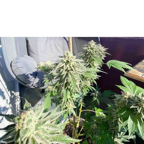 Gelato Regular growlog timeline photo