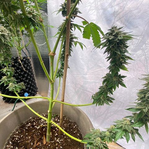 Gelato Regular growlog timeline photo
