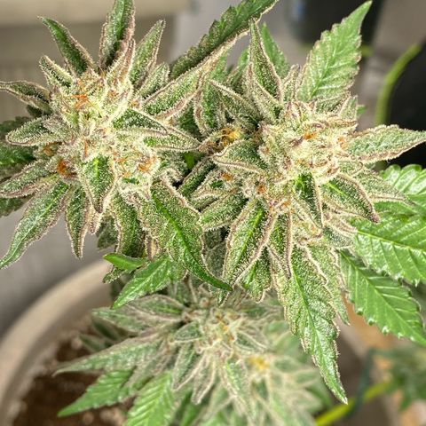 Gelato Regular growlog timeline photo