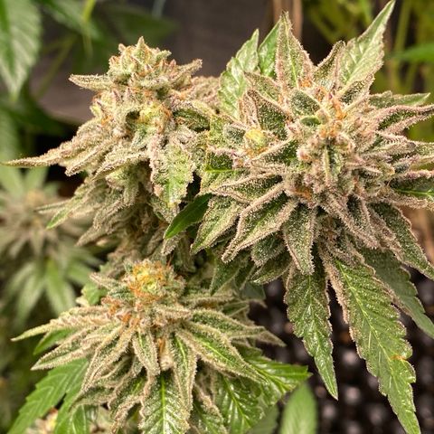 Gelato Regular growlog timeline photo