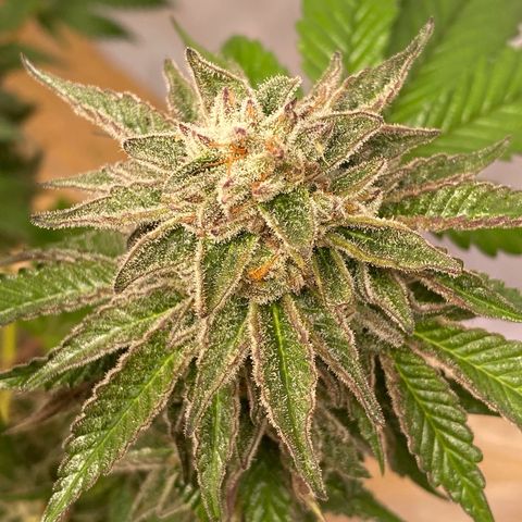Gelato Regular growlog timeline photo