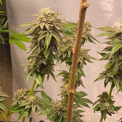 Gelato Regular growlog timeline photo