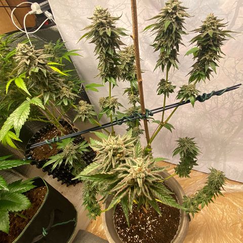 Gelato Regular growlog timeline photo