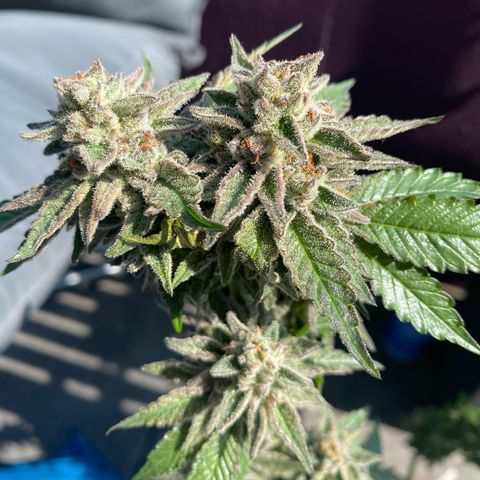 Gelato Regular growlog photo: Krank! Terpenprofil direkt von Gott! 
Aussehen wie Jessica alba nackt! Will man haben