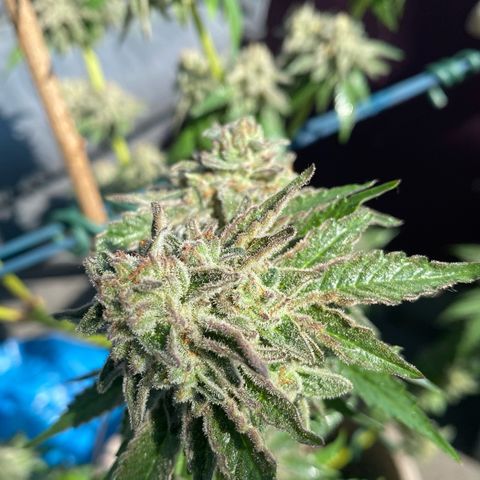 Gelato Regular growlog photo: Krank! Terpenprofil direkt von Gott! 
Aussehen wie Jessica alba nackt! Will man haben