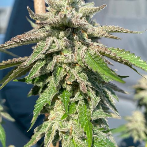 Gelato Regular growlog photo: Krank! Terpenprofil direkt von Gott! 
Aussehen wie Jessica alba nackt! Will man haben
