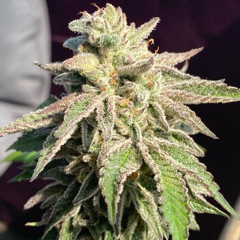 Gelato Regular growlog photo: Krank! Terpenprofil direkt von Gott! 
Aussehen wie Jessica alba nackt! Will man haben