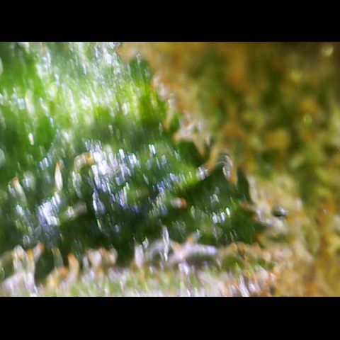 Gelato Regular growlog timeline photo
