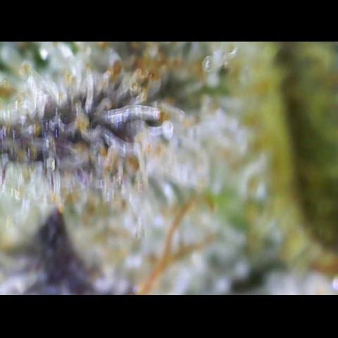 Gelato Regular growlog timeline photo