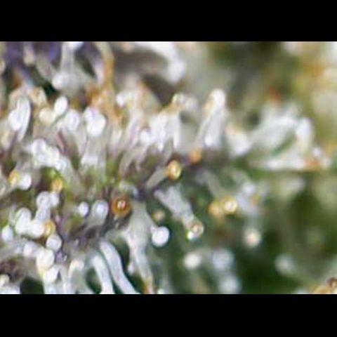Gelato Regular growlog timeline photo