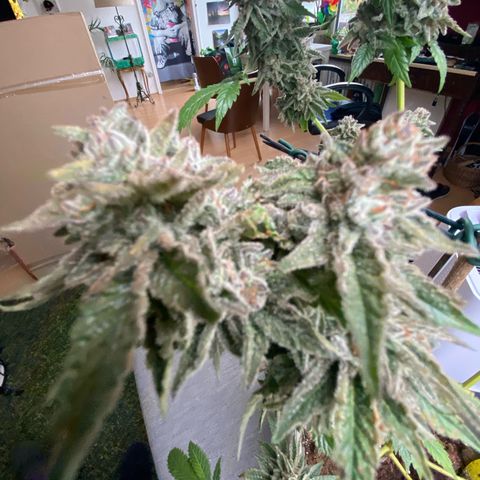 Gelato Regular growlog photo: Fast Fertig🥰