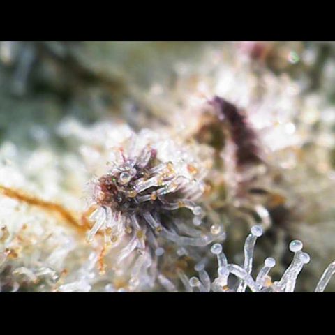 Gelato Regular growlog timeline photo
