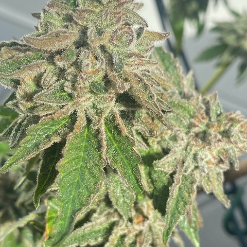 Gelato Regular growlog timeline photo