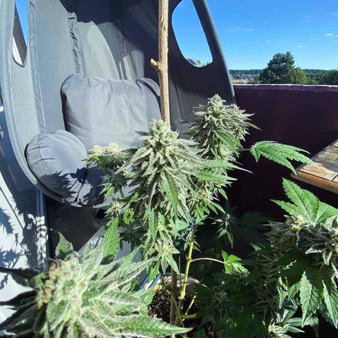 Gelato Regular growlog timeline photo