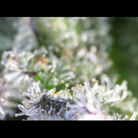 Gelato Regular growlog timeline photo