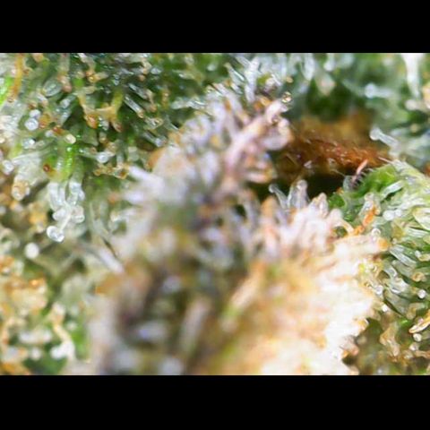 Gelato Regular growlog timeline photo