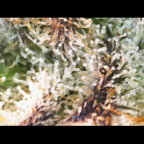 Gelato Regular growlog timeline photo