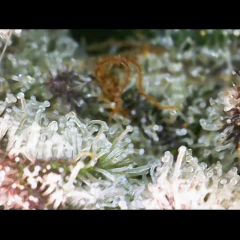 Gelato Regular growlog timeline photo